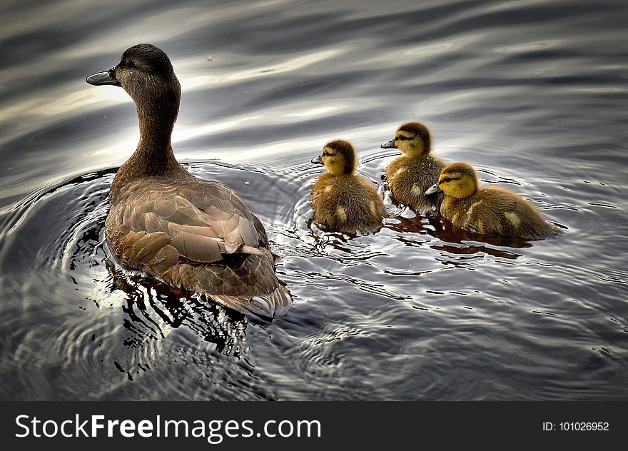 Duck, Bird, Water, Water Bird