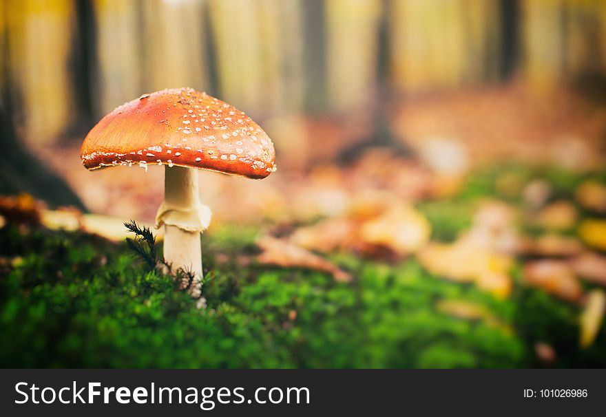 Mushroom, Leaf, Fungus, Agaric