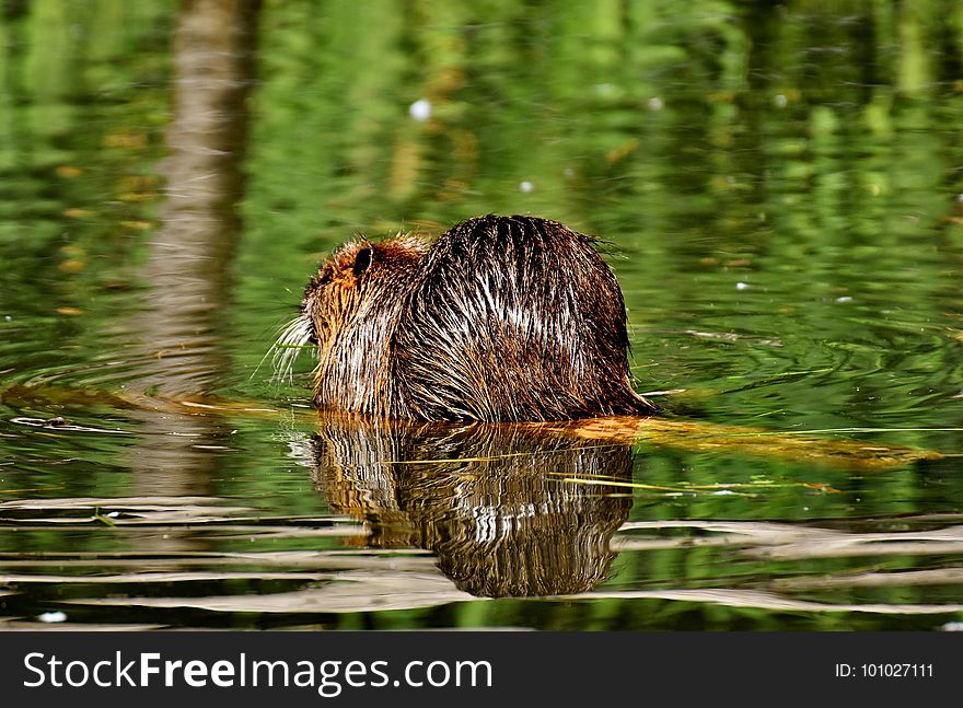 Mammal, Fauna, Wildlife, Beaver