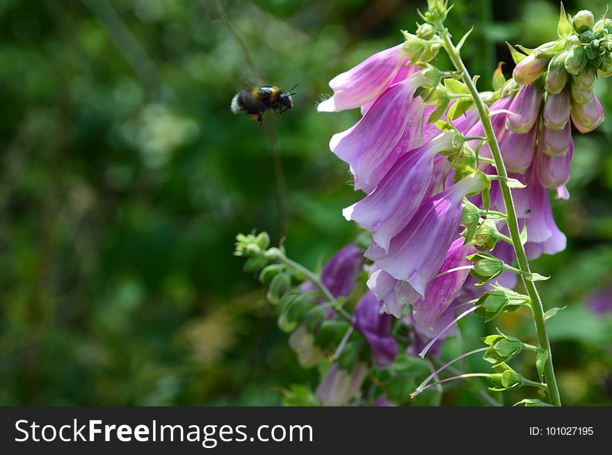 Nectar, Flower, Bee, Flora