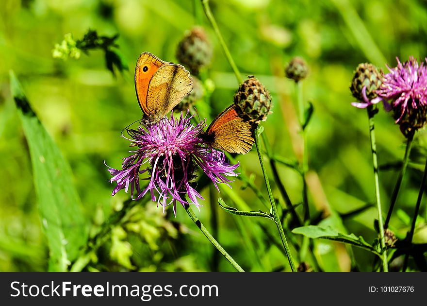 Butterfly, Flower, Brush Footed Butterfly, Insect