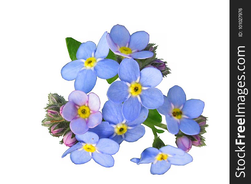 Flower, Blue, Flowering Plant, Violet