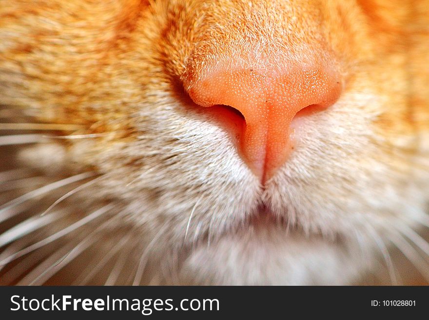 Cat, Whiskers, Face, Nose