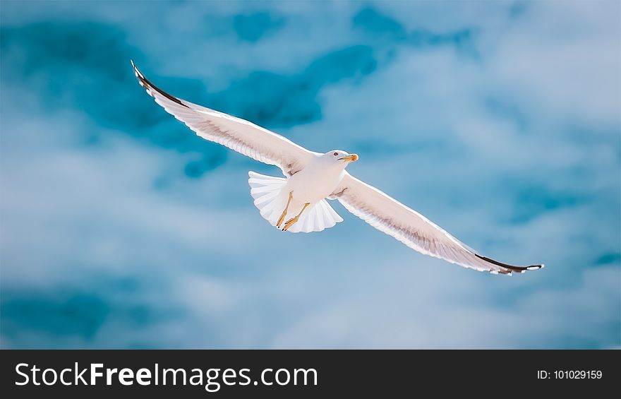 Sky, Bird, Gull, Seabird