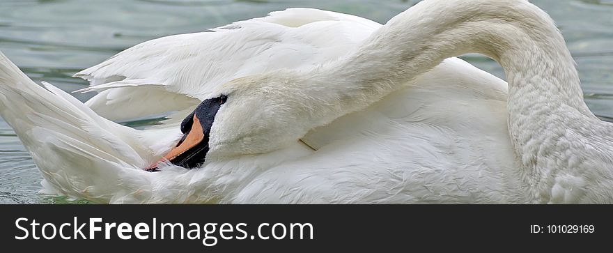 Swan, Water Bird, Bird, Ducks Geese And Swans