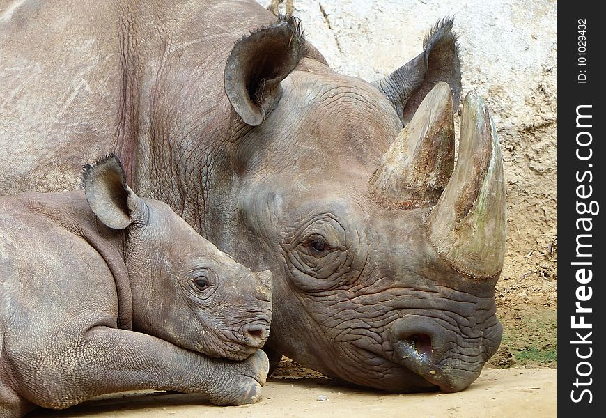 Rhinoceros, Terrestrial Animal, Wildlife, Mammal