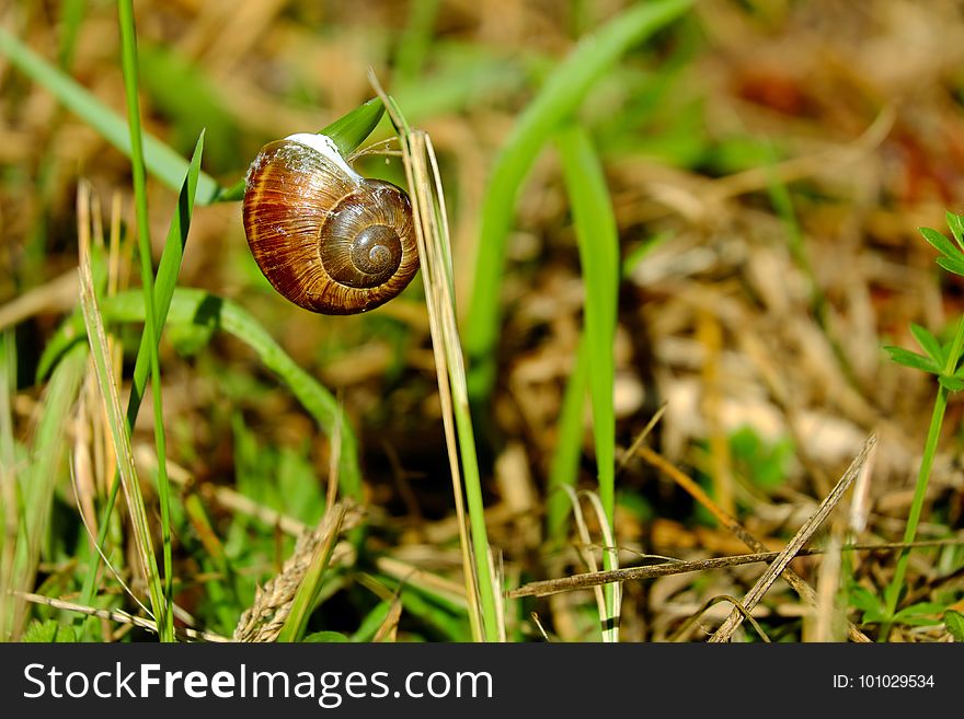 Snails And Slugs, Snail, Molluscs, Grass