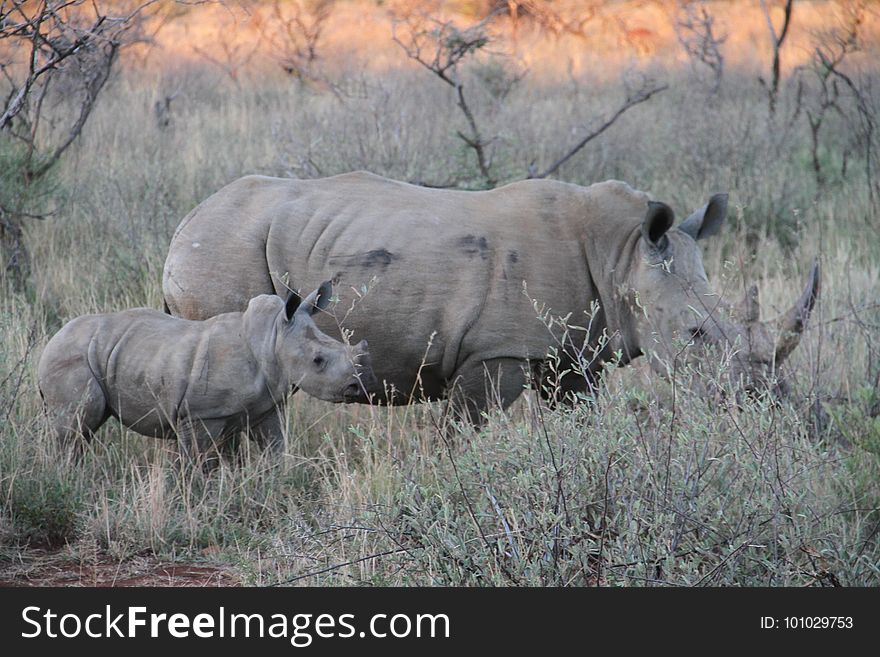 Rhinoceros, Wildlife, Terrestrial Animal, Grassland