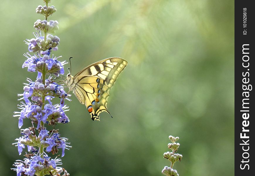 Butterfly, Moths And Butterflies, Insect, Brush Footed Butterfly