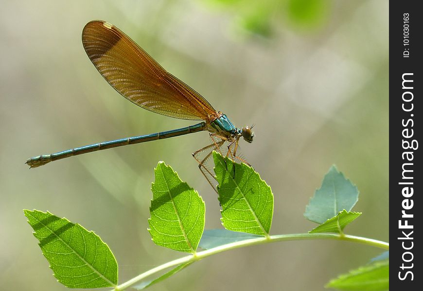 Insect, Damselfly, Dragonfly, Dragonflies And Damseflies