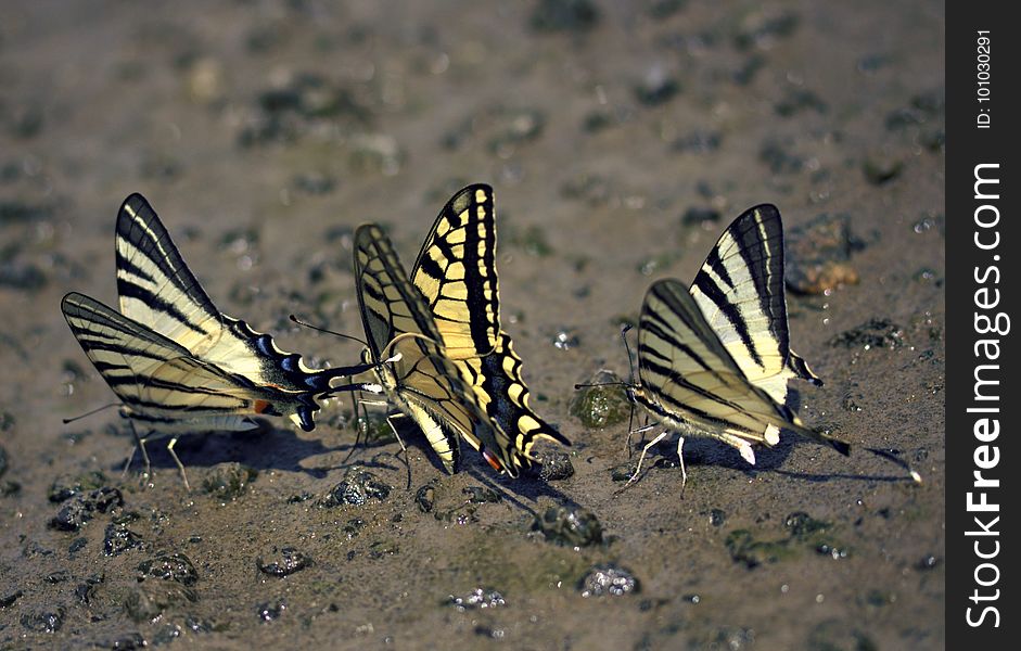 Moths And Butterflies, Butterfly, Insect, Fauna