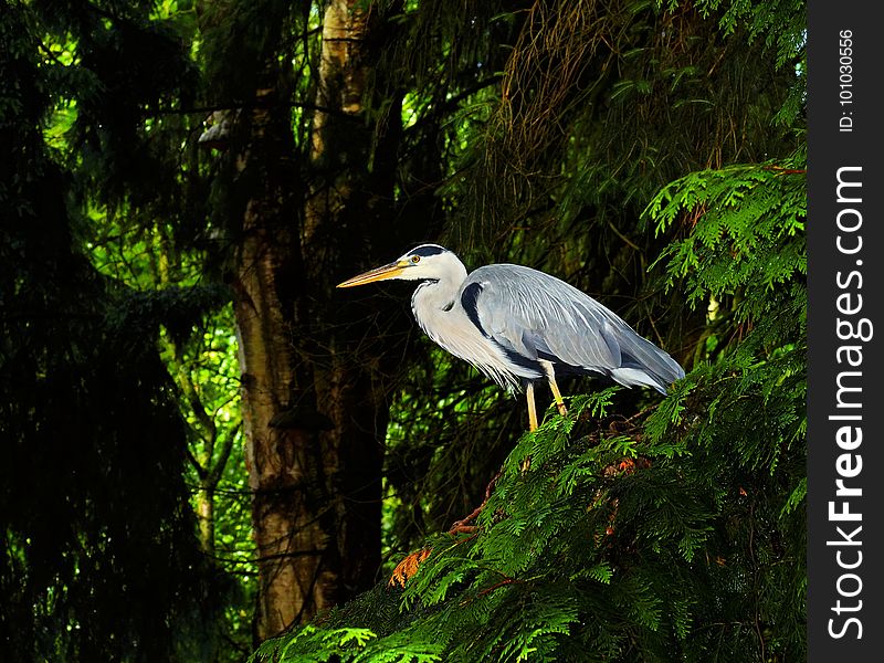 Bird, Ecosystem, Nature Reserve, Beak
