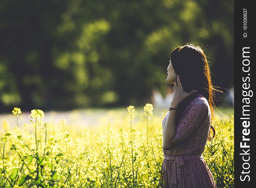 Nature, Photograph, Yellow, Field