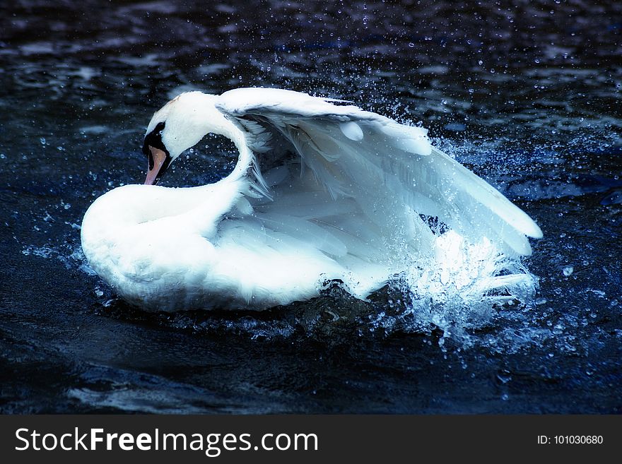 Swan, Bird, Water Bird, Water