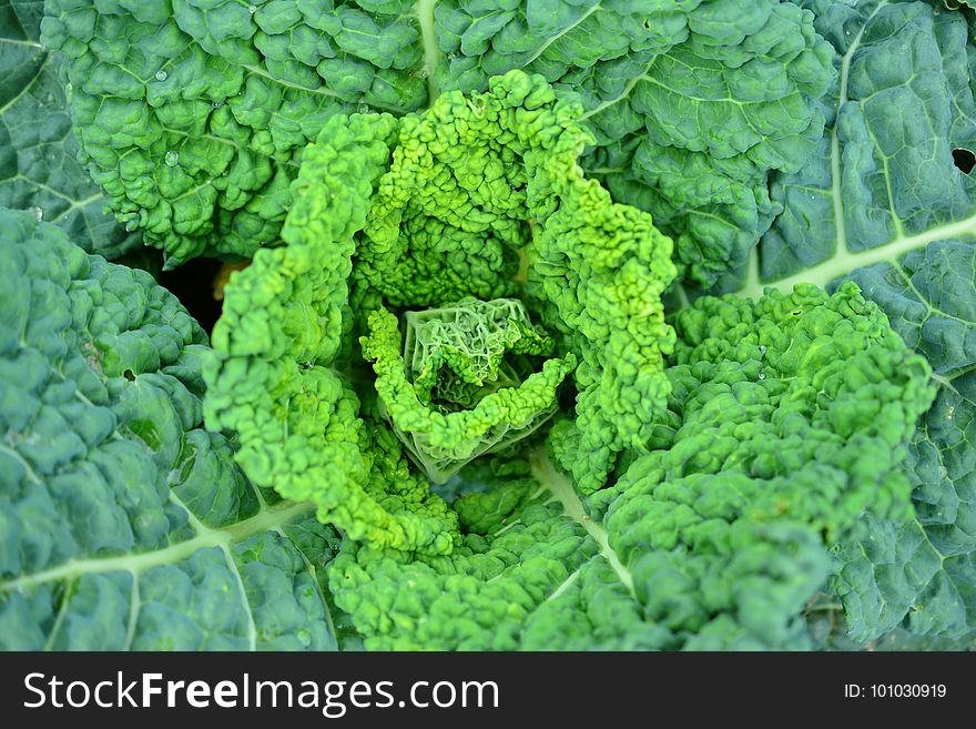 Leaf Vegetable, Savoy Cabbage, Vegetable, Produce