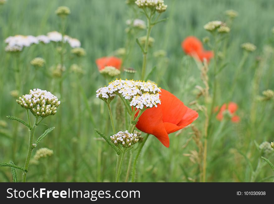 Flower, Wildflower, Ecosystem, Meadow