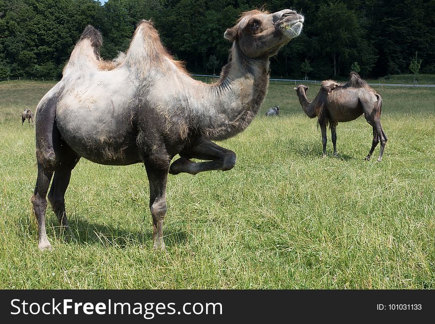 Camel, Ecosystem, Camel Like Mammal, Pasture