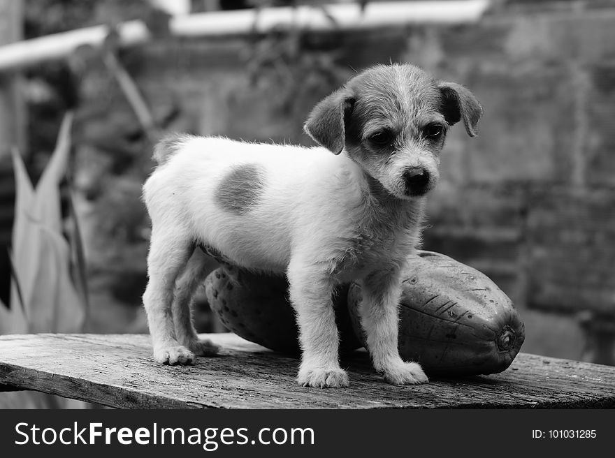 Dog, Black And White, Dog Like Mammal, Dog Breed