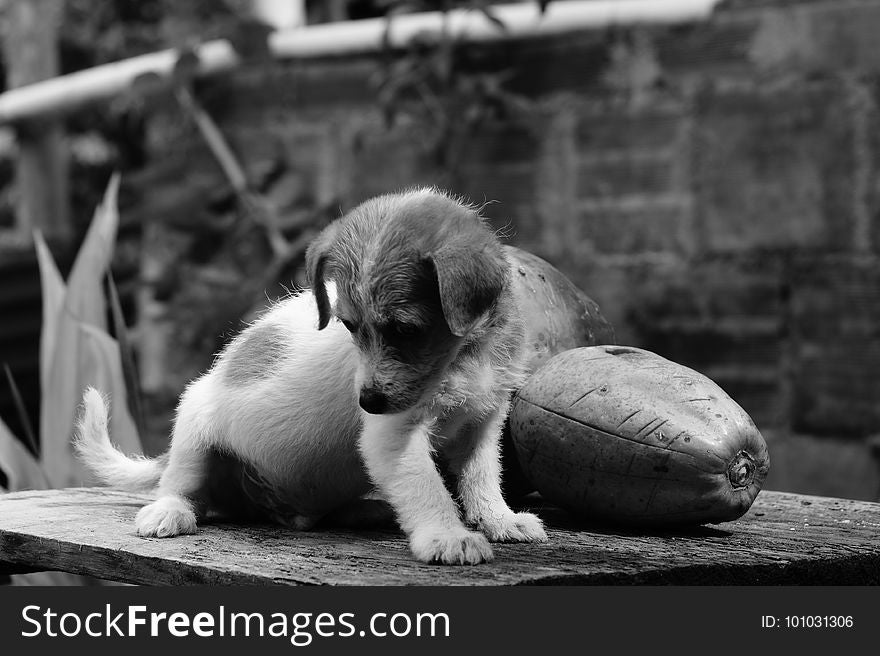 Black And White, Dog, Dog Like Mammal, Monochrome Photography