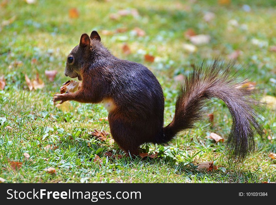 Squirrel, Fauna, Mammal, Fox Squirrel