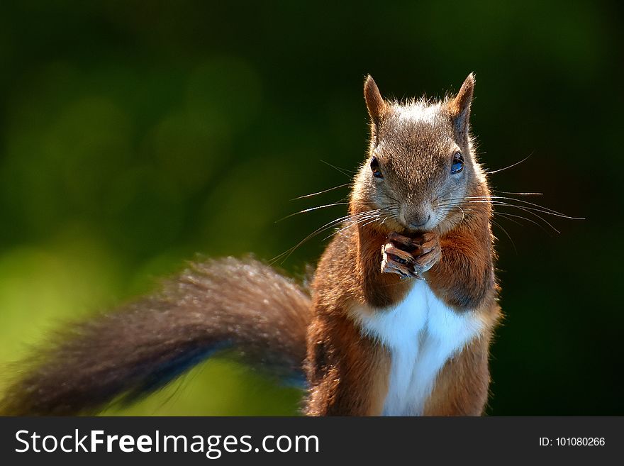 Squirrel, Mammal, Fauna, Whiskers