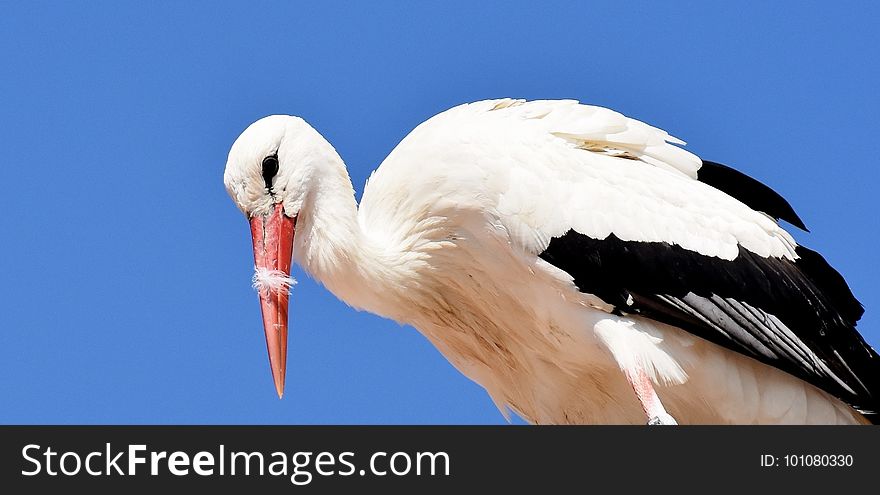 White Stork, Stork, Bird, Beak