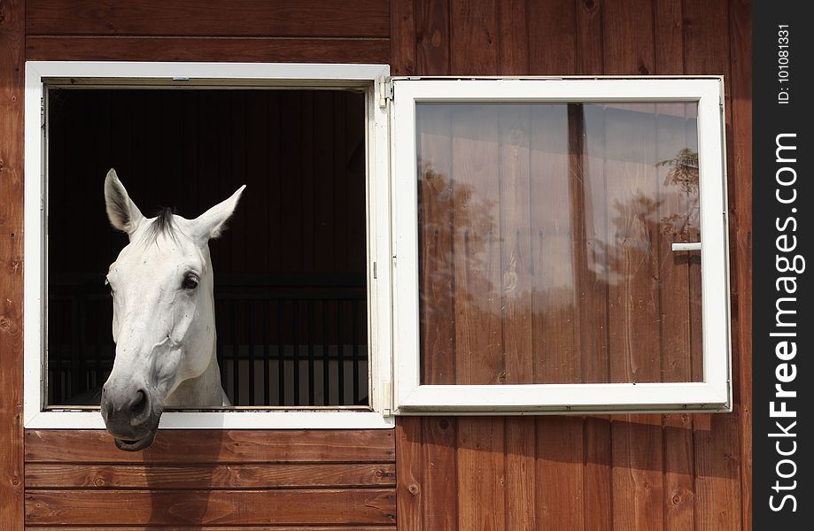 Horse Like Mammal, Horse, Stable, Window