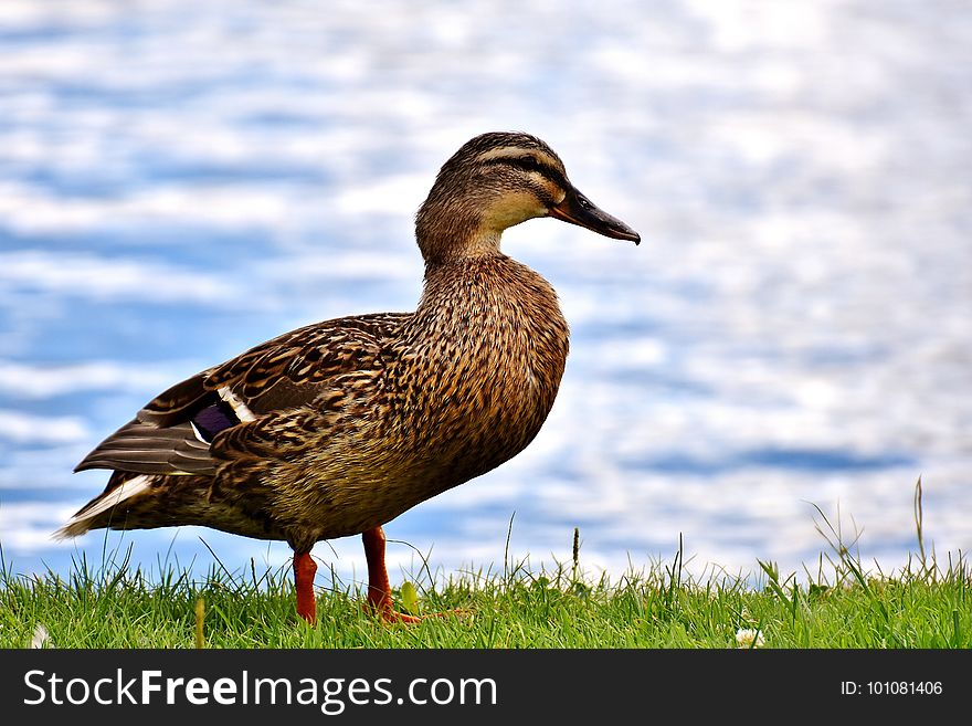 Bird, Duck, Mallard, Water Bird