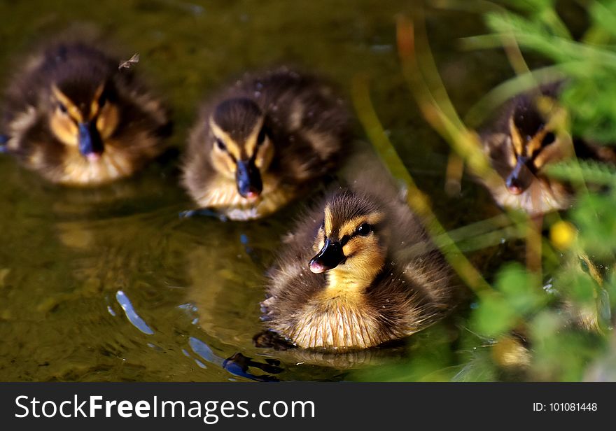 Bird, Duck, Fauna, Water Bird