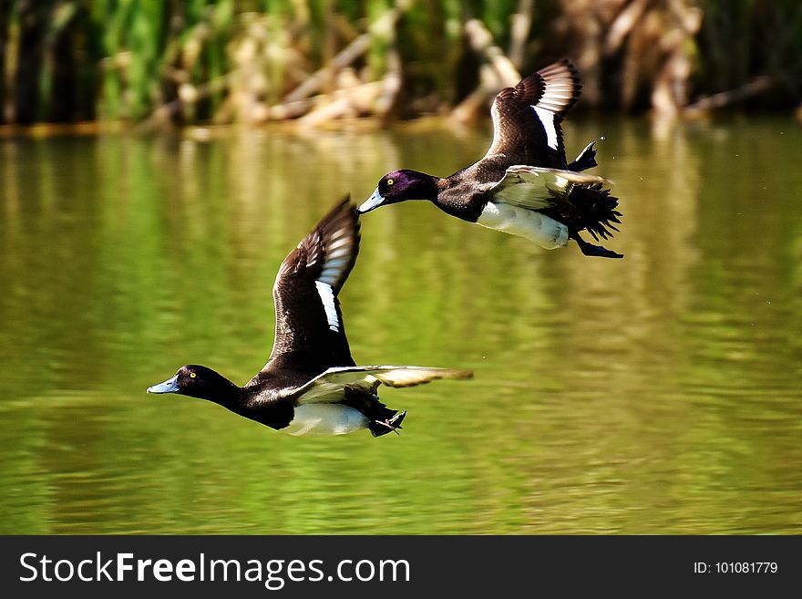 Bird, Duck, Fauna, Water