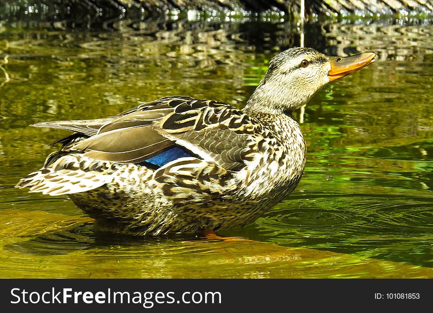Duck, Bird, Mallard, Water Bird
