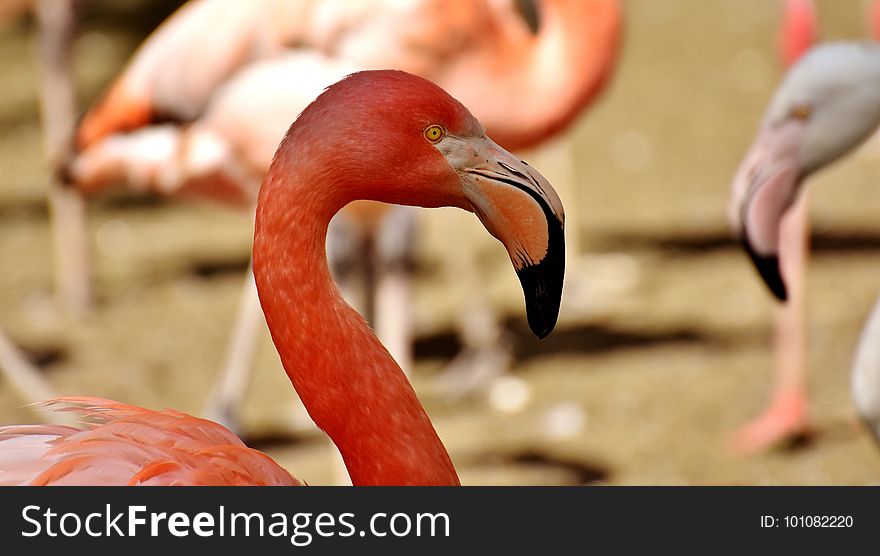 Flamingo, Water Bird, Beak, Bird