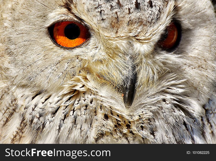 Owl, Beak, Bird Of Prey, Fauna
