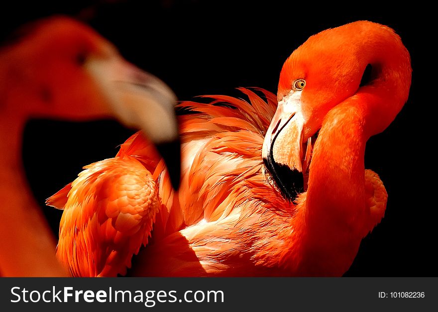 Flamingo, Beak, Water Bird, Vertebrate