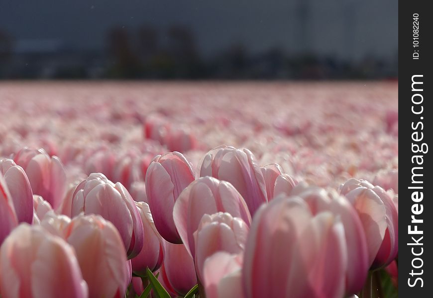 Flower, Pink, Flowering Plant, Plant