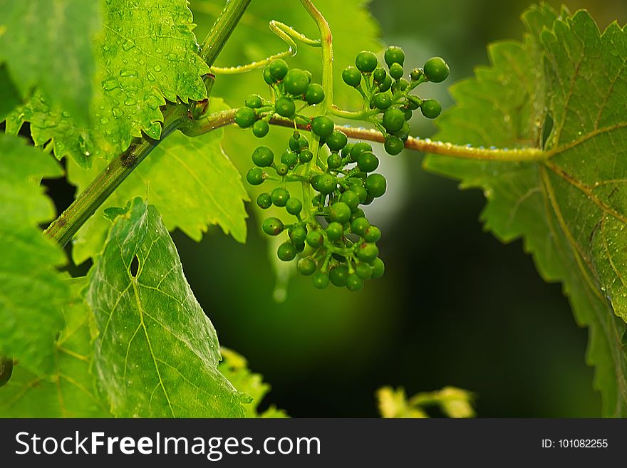 Grape, Grapevine Family, Grape Leaves, Leaf