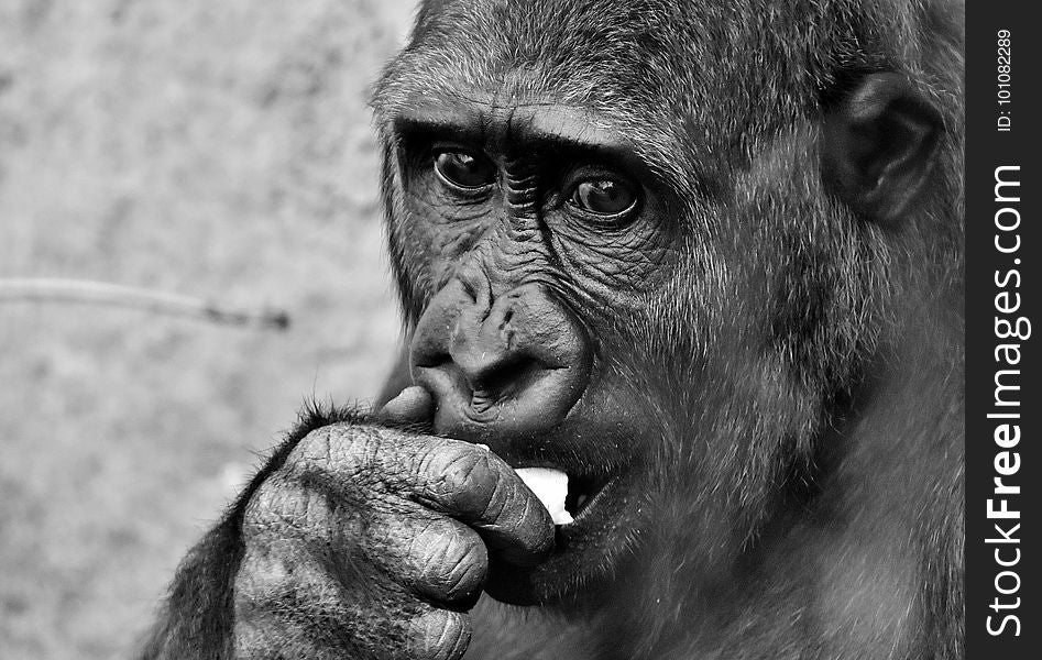 Face, Black And White, Mammal, Great Ape