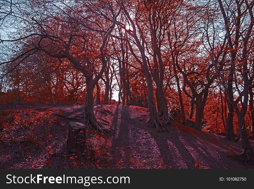 Nature, Tree, Red, Autumn
