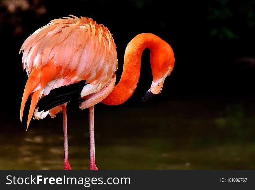 Flamingo, Water Bird, Bird, Vertebrate