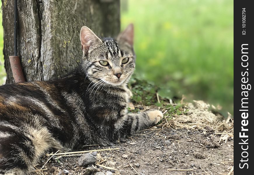 Cat, Dragon Li, Mammal, Small To Medium Sized Cats