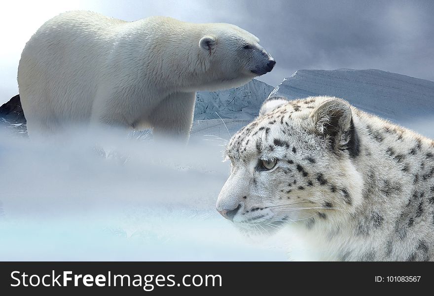 Polar Bear, Terrestrial Animal, Wildlife, Bear