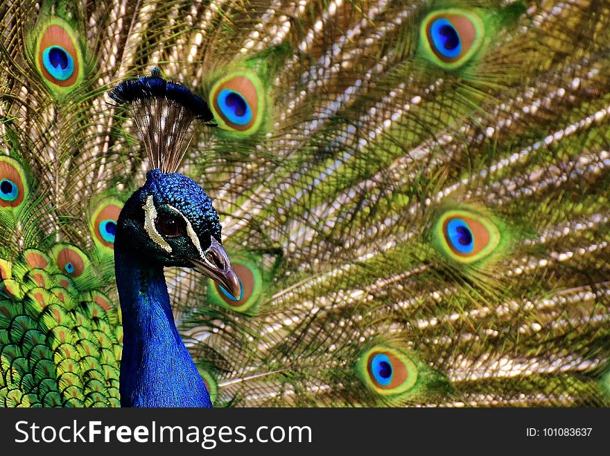 Peafowl, Fauna, Feather, Beak