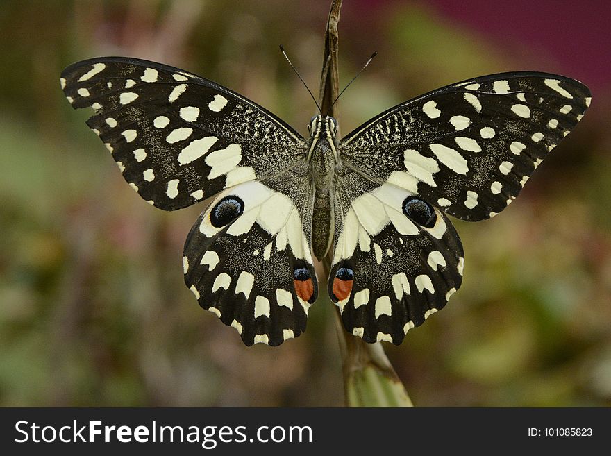 Butterfly, Moths And Butterflies, Insect, Invertebrate