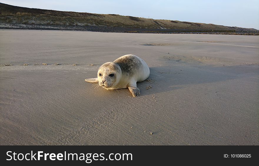 Dog Breed Group, Dog, Dog Like Mammal, Shore