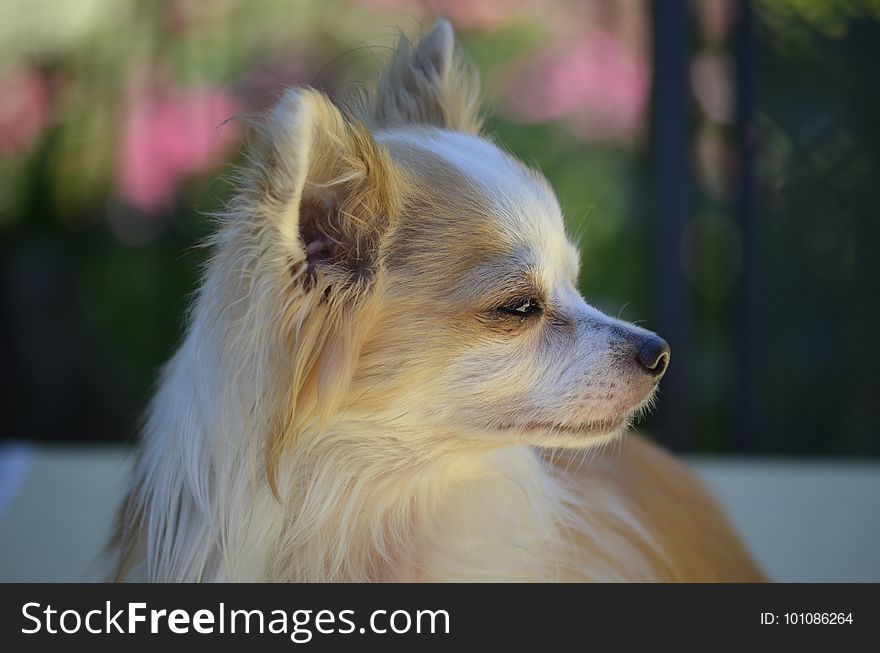 Dog, Dog Like Mammal, Dog Breed, Dog Breed Group