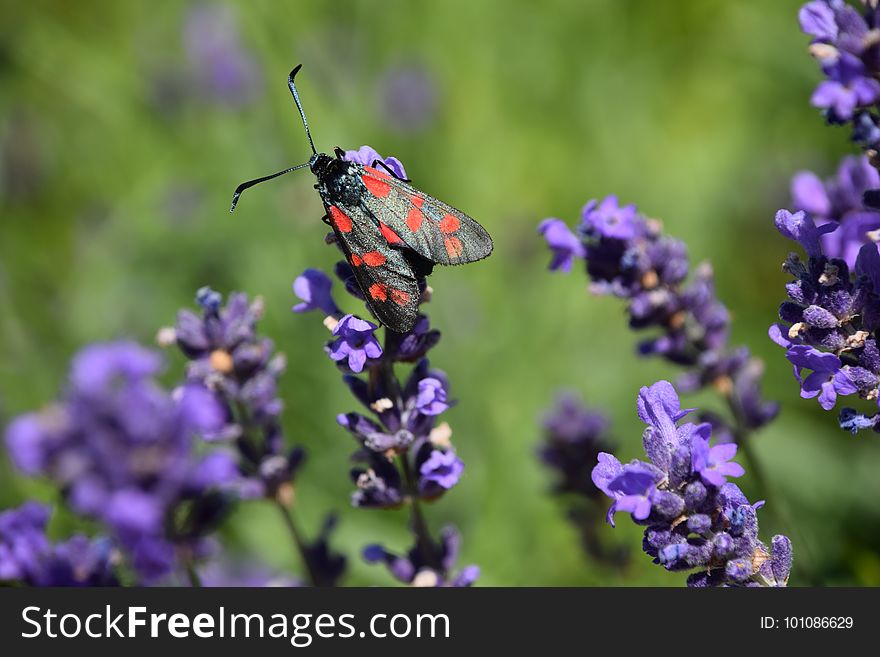 Insect, Lavender, Nectar, English Lavender