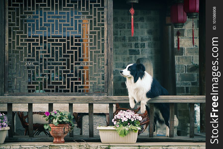 Photograph, Vertebrate, Window, Dog Like Mammal