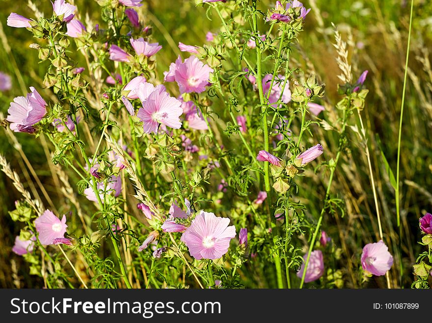 Flower, Plant, Flowering Plant, Flora