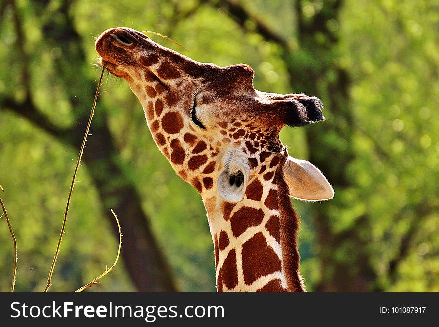 Terrestrial Animal, Giraffe, Wildlife, Mammal