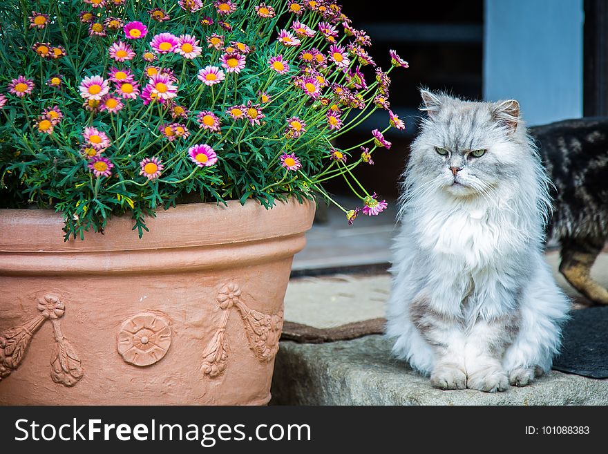 Cat, Flower, Small To Medium Sized Cats, Plant